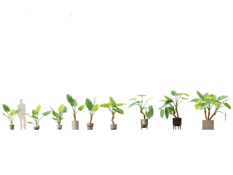 Pacote Grande de Verdura em Vaso 40 Modelo 3D