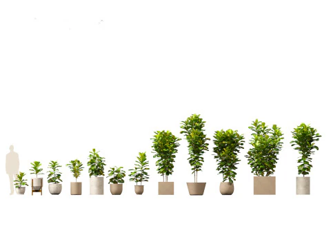 Large Potted Greenery Pack 40 3D Model