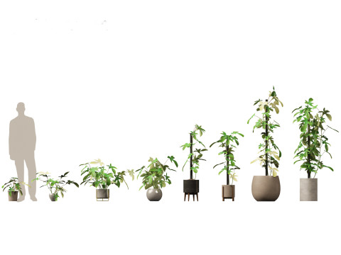 Pacote Grande de Verdura em Vaso 40 Modelo 3D