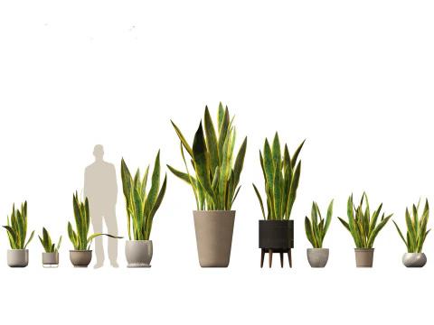 Large Potted Greenery Pack 40 3D Model