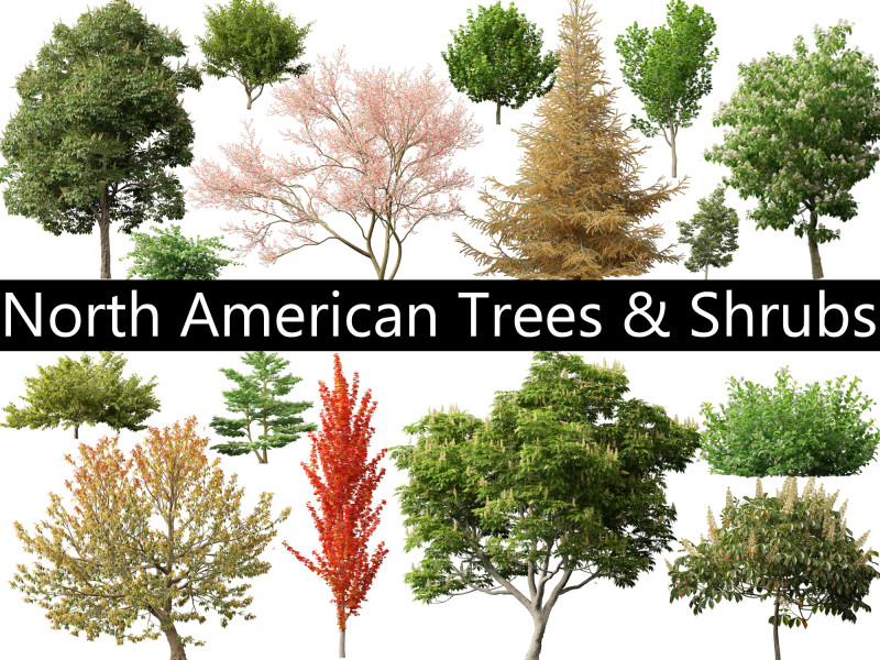 Pacchetto 43 di arbusti di alberi nordamericani Modello 3D .c4d .max .obj .3ds .fbx .stl .blend 