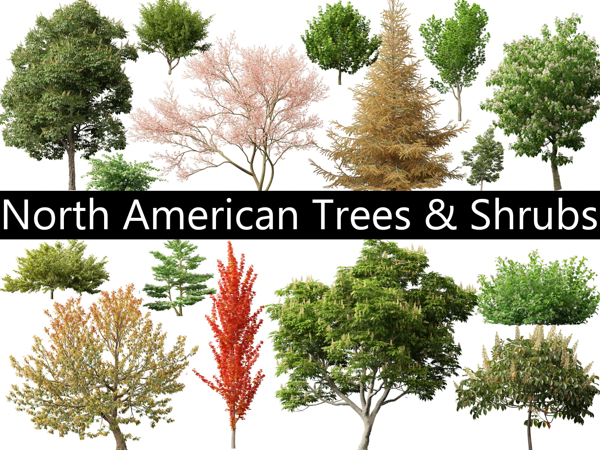 North American Trees Shrubs Pack 43 3D Model .c4d .max .obj .3ds .fbx .stl .blend 