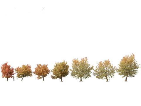 Pacchetto 43 di arbusti di alberi nordamericani Modello 3D