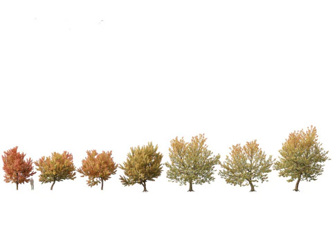 North American Trees Shrubs Pack 43 3D Model