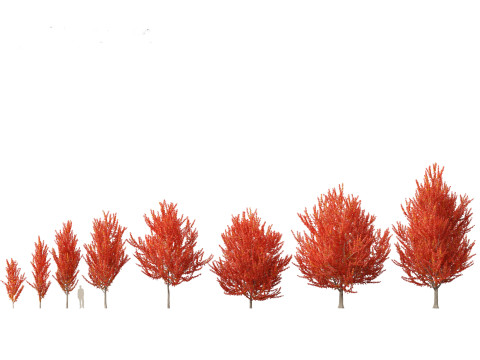 Pacchetto 43 di arbusti di alberi nordamericani Modello 3D