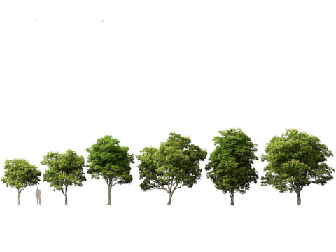 Pacchetto 43 di arbusti di alberi nordamericani Modello 3D