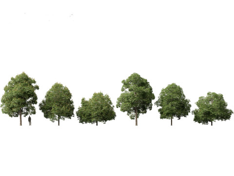 Pacchetto 43 di arbusti di alberi nordamericani Modello 3D