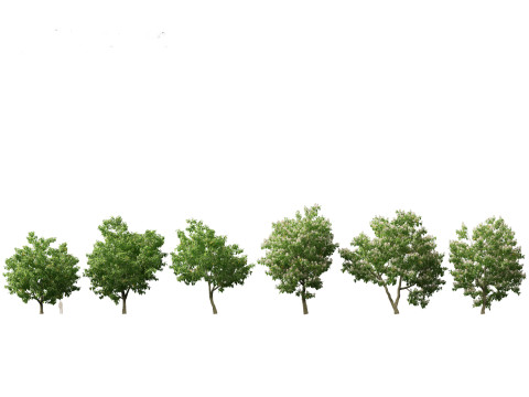 Pacchetto 43 di arbusti di alberi nordamericani Modello 3D