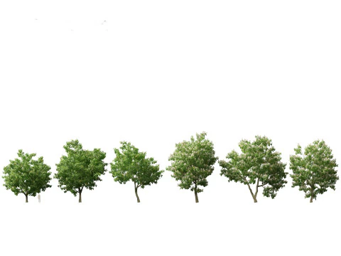 North American Trees Shrubs Pack 43 3D Model