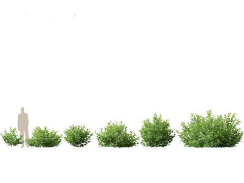 Pacchetto 43 di arbusti di alberi nordamericani Modello 3D