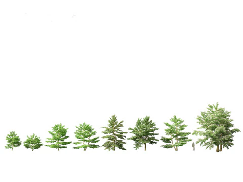 North American Trees Shrubs Pack 43 3D Model