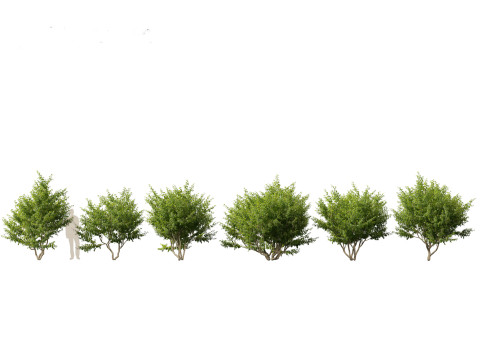 Pacchetto 43 di arbusti di alberi nordamericani Modello 3D