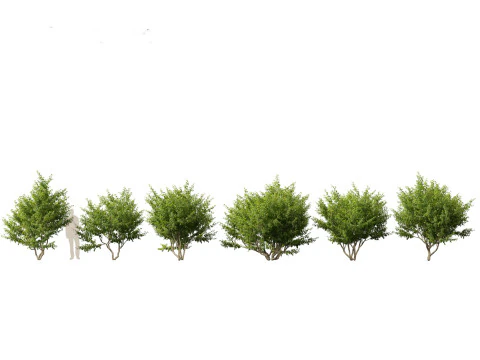 North American Trees Shrubs Pack 43 3D Model