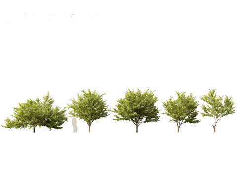 Pacchetto 43 di arbusti di alberi nordamericani Modello 3D