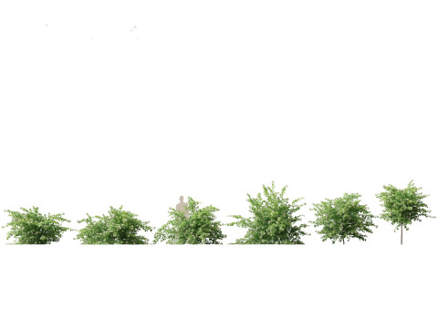 Pacchetto 43 di arbusti di alberi nordamericani Modello 3D