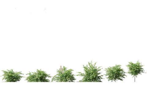 North American Trees Shrubs Pack 43 3D Model