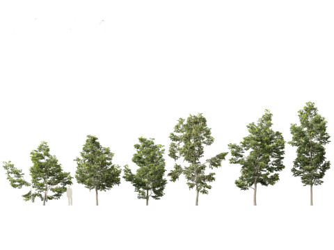 Pacchetto 43 di arbusti di alberi nordamericani Modello 3D