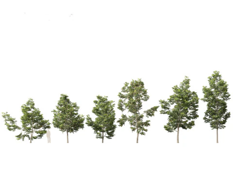 North American Trees Shrubs Pack 43 3D Model