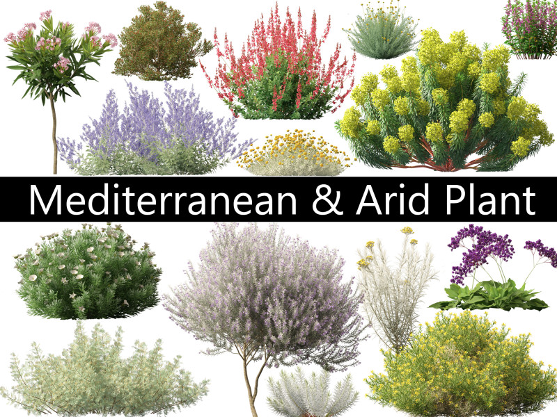 Pack Piante Aride del Mediterraneo 44 Modello 3D .c4d .max .obj .3ds .fbx .stl .blend