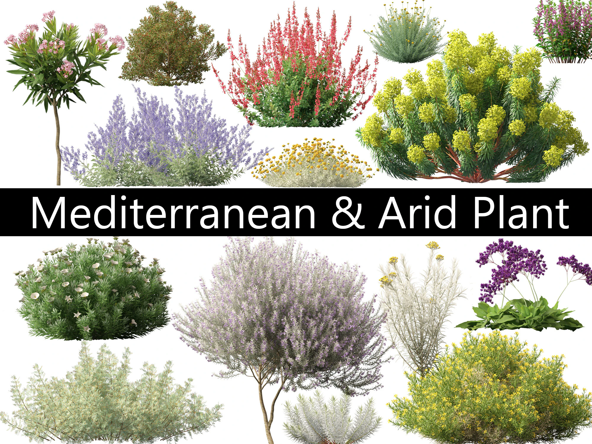 Mediterranean Arid Plants Pack 44 3D Model .c4d .max .obj .3ds .fbx .stl .blend