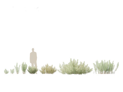 Mediterranean Arid Plants Pack 44 3D Model