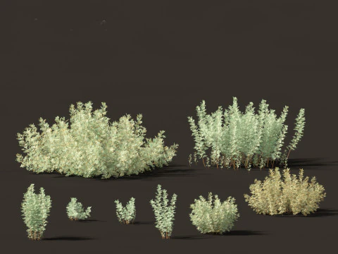 Mediterranean Arid Plants Pack 44 3D Model