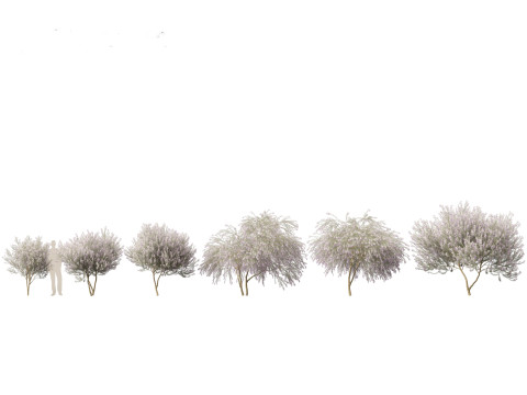 Pack Piante Aride del Mediterraneo 44 Modello 3D