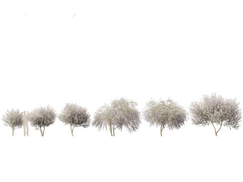Mediterranean Arid Plants Pack 44 3D Model