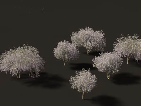 Pack Piante Aride del Mediterraneo 44 Modello 3D