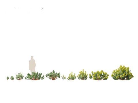 Pack Piante Aride del Mediterraneo 44 Modello 3D