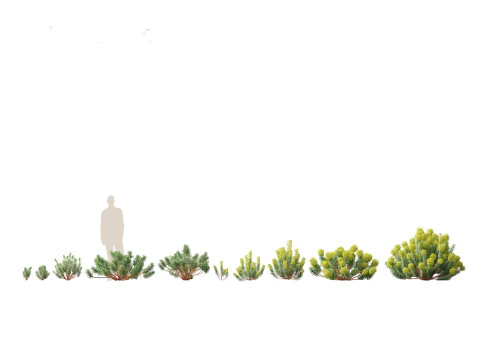 Mediterranean Arid Plants Pack 44 3D Model