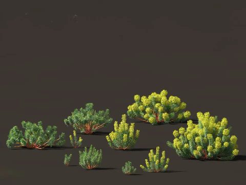 Mediterranean Arid Plants Pack 44 3D Model
