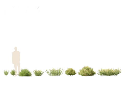 Pack Piante Aride del Mediterraneo 44 Modello 3D