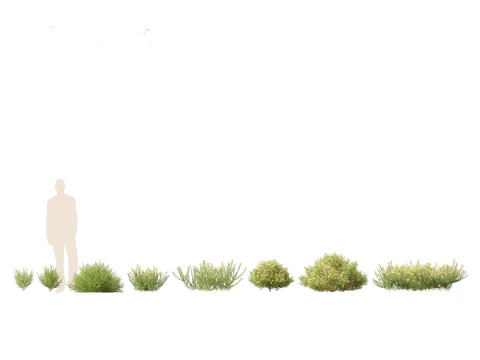 Mediterranean Arid Plants Pack 44 3D Model