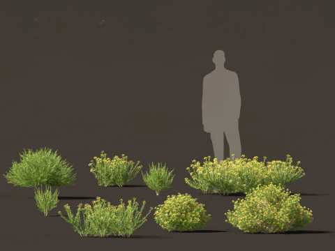 Mediterranean Arid Plants Pack 44 3D Model