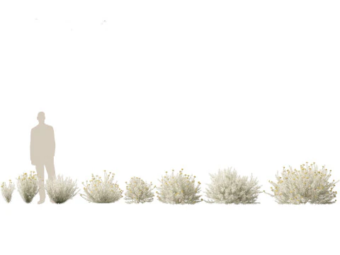 Mediterranean Arid Plants Pack 44 3D Model