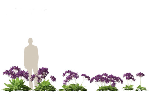 Pack Piante Aride del Mediterraneo 44 Modello 3D