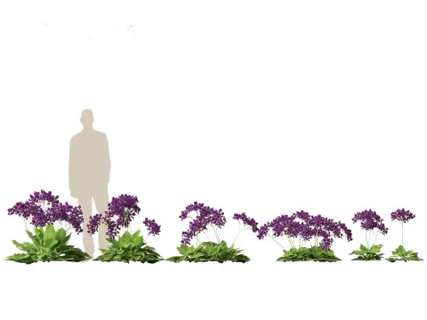 Mediterranean Arid Plants Pack 44 3D Model