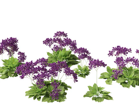 Mediterranean Arid Plants Pack 44 3D Model
