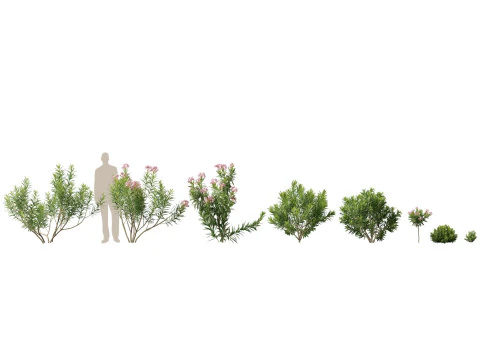 Mediterranean Arid Plants Pack 44 3D Model