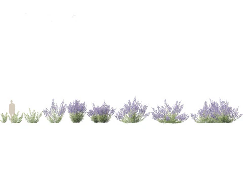 Mediterranean Arid Plants Pack 44 3D Model