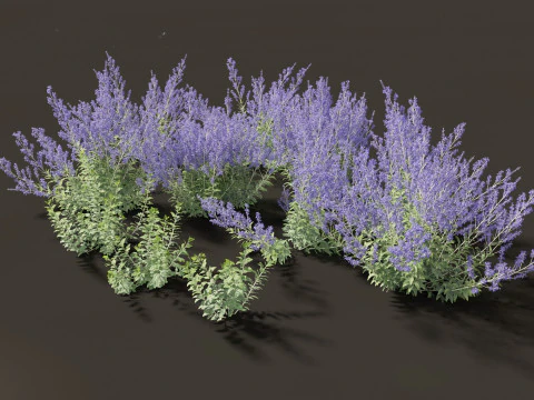 Mediterranean Arid Plants Pack 44 3D Model