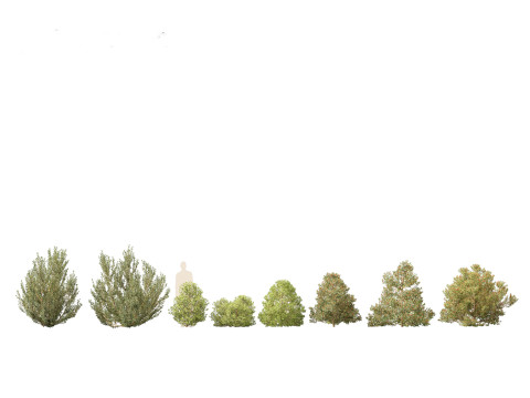 Pack Piante Aride del Mediterraneo 44 Modello 3D