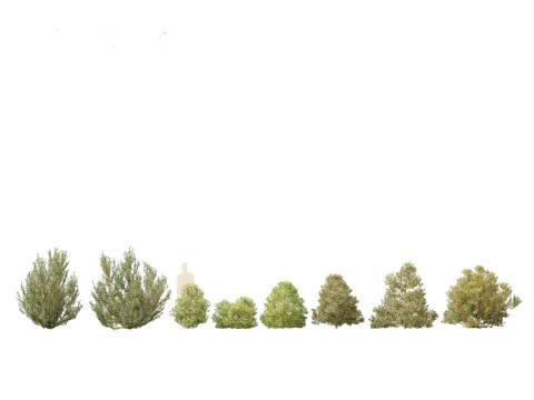 Mediterranean Arid Plants Pack 44 3D Model