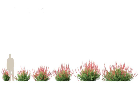 Mediterranean Arid Plants Pack 44 3D Model