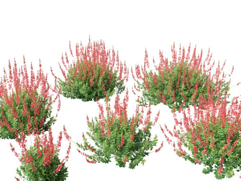 Mediterranean Arid Plants Pack 44 3D Model