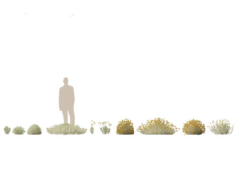 Mediterranean Arid Plants Pack 44 3D Model