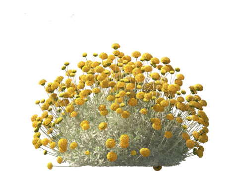 Mediterranean Arid Plants Pack 44 3D Model