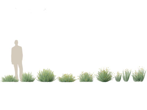 Mediterranean Arid Plants Pack 44 3D Model