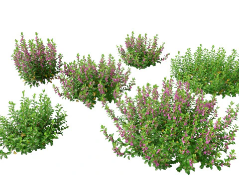 Mediterranean Arid Plants Pack 44 3D Model
